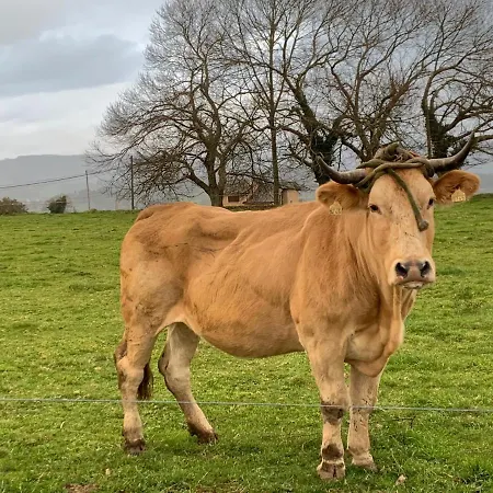 Casa Otilia - Rural - Camino De Santiago - Arzúa