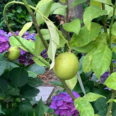 Casa Otilia - Rural - Camino De Santiago - Feriehus