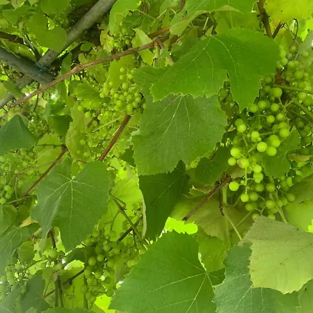 Casa Otilia - Rural - Camino De Santiago - *